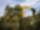 Backhoe loader JCB 4CX Pro Dualdrive (8585 kg)